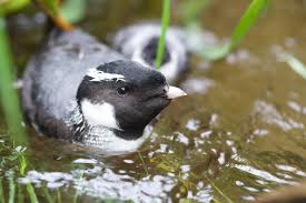 Image result for Synthliboramphus antiquus