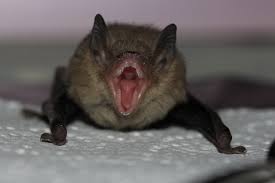 Attēlu rezultāti vaicājumam “Pipistrellus pygmaeus”