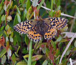 Attēlu rezultāti vaicājumam “Boloria aquilonaris upperside”