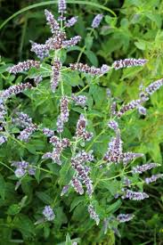 Attēlu rezultāti vaicājumam “Mentha longifolia flower”