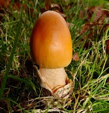 Attēlu rezultāti vaicājumam “Amanita crocea”