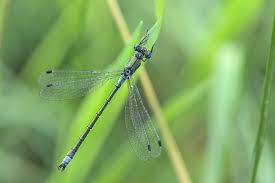 Attēlu rezultāti vaicājumam “Lestes dryas male”