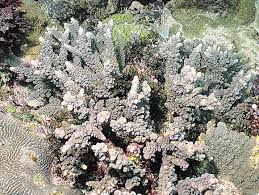 Attēlu rezultāti vaicājumam “Hemitrichia chrysospora”