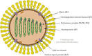 Swine Flu Influenza: November 2009