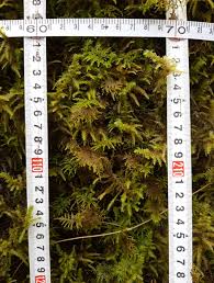 Attēlu rezultāti vaicājumam “Serpoleskea subtilis”