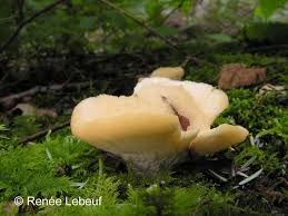 Attēlu rezultāti vaicājumam “Climacocystis borealis”