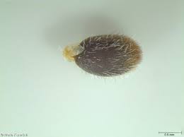 Attēlu rezultāti vaicājumam “Polygala amarella”