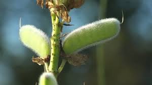 Attēlu rezultāti vaicājumam “Leguminosae”