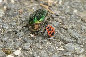 Attēlu rezultāti vaicājumam “Pyrrhocoris apterus nymph”