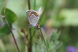 Attēlu rezultāti vaicājumam “Plebejus argus / Plebejus idas”