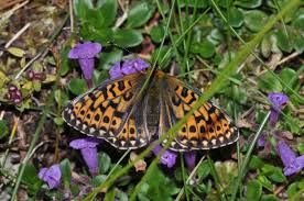 Attēlu rezultāti vaicājumam “Boloria eunomia underside”