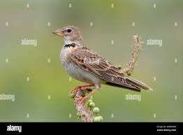 Image result for Melanocorypha bimaculata