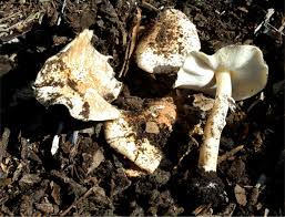 Attēlu rezultāti vaicājumam “Lepiota aspera”