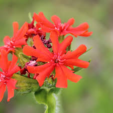Attēlu rezultāti vaicājumam “Silene chalcedonica”