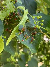Attēlu rezultāti vaicājumam “Eriophyes tiliae”