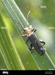 Attēlu rezultāti vaicājumam “Oedemera croceicollis”