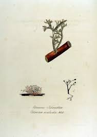 Attēlu rezultāti vaicājumam “Cetraria aculeata”