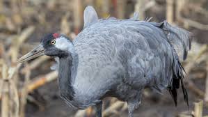 Attēlu rezultāti vaicājumam “Grus grus adult”