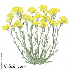 Attēlu rezultāti vaicājumam “Helichrysum arenarium”