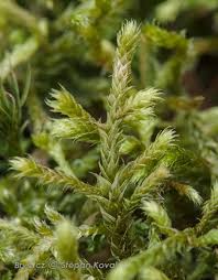 Attēlu rezultāti vaicājumam “Antitrichia curtipendula”