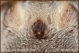 Attēlu rezultāti vaicājumam “Philodromus margaritatus”