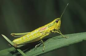 Attēlu rezultāti vaicājumam “Chrysochraon dispar”