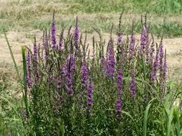 Image result for Blutweiderich