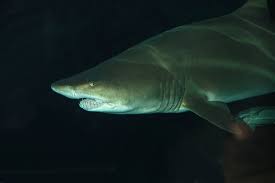 Image result for Carcharias taurus