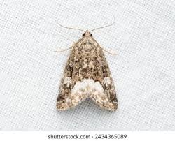 Attēlu rezultāti vaicājumam “Protodeltote pygarga”