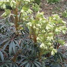 Image result for Helleborus foetidus