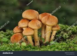 Attēlu rezultāti vaicājumam “Psathyrella lacrymabunda”