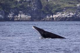 Image result for Balaenoptera acutorostrata