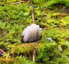 Attēlu rezultāti vaicājumam “Stemonitopsis subcaespitosa stalked”