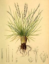 Attēlu rezultāti vaicājumam “Nardus stricta leaf”