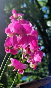 Attēlu rezultāti vaicājumam “Lathyrus sylvestris bud”