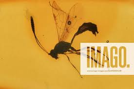 Attēlu rezultāti vaicājumam “Ichneumonidae imago”