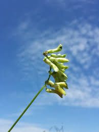 Attēlu rezultāti vaicājumam “Vicia pisiformis”