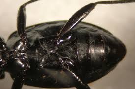 Attēlu rezultāti vaicājumam “Coleoptera”