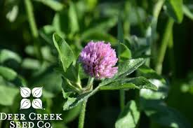 Attēlu rezultāti vaicājumam “Trifolium medium flower”