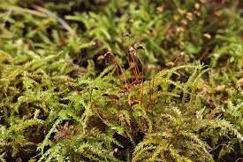 Attēlu rezultāti vaicājumam “Brachythecium”