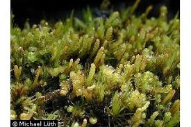 Attēlu rezultāti vaicājumam “Barbilophozia attenuata”