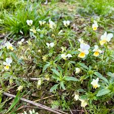 Attēlu rezultāti vaicājumam “Viola arvensis”