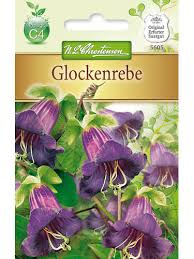 Image result for Glockenrebe