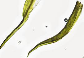 Attēlu rezultāti vaicājumam “Cynodontium strumiferum”