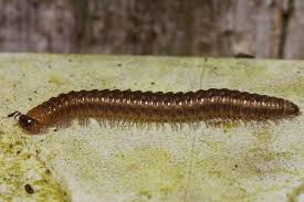 Attēlu rezultāti vaicājumam “Craspedosoma rawlinsi”