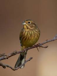 Attēlu rezultāti vaicājumam “Emberiza citrinella adult”