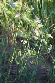 Attēlu rezultāti vaicājumam “Silene vulgaris”