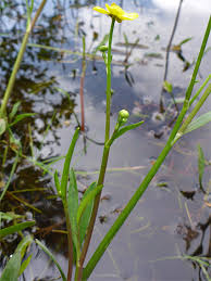 Attēlu rezultāti vaicājumam “Ranunculus flammula fruit”