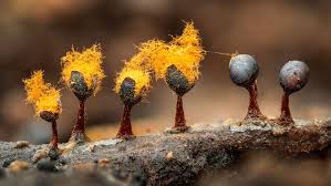 Attēlu rezultāti vaicājumam “Comatricha nigra spores”