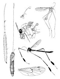 Attēlu rezultāti vaicājumam “Ptychoptera sp.”